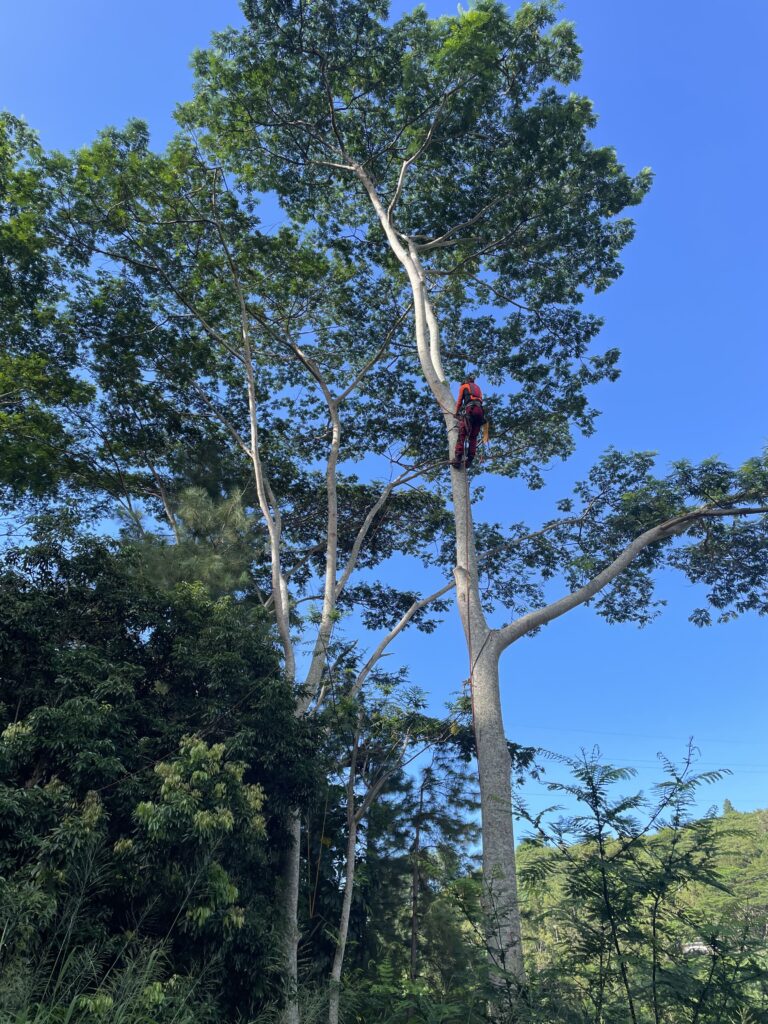 Sécurité en action : notre expert Arbopro, attaché en toute sécurité, réalise des travaux en hauteur le long du tronc d'un arbre. Chez nous, la protection de nos employés est primordiale.